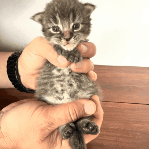 Hazel - Brown Female Maine Coon Kitten