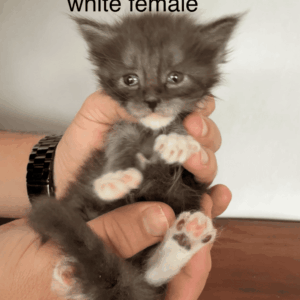 Storm - Black Smoke Female Maine Coon Kitten