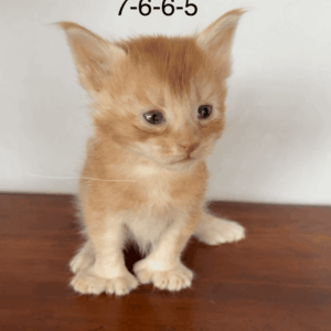 Copper - Red Male Poly Maine Coon Kitten