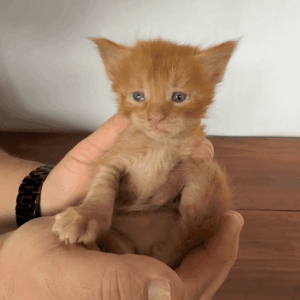 Marmalade - Red Male Maine Coon Kitten