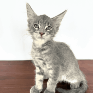 Slate - Blue Male Maine Coon Kitten