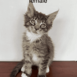 Patches - Brown w/ White Female Maine Coon Kitten