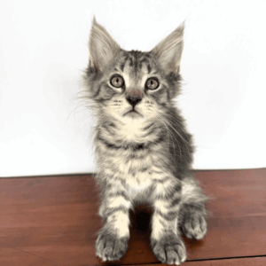 Whiskers - Brown Female Maine Coon Kitten