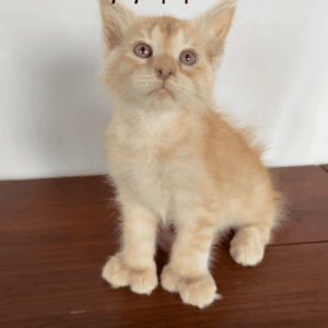 Sunny - Red Silver Male Poly Maine Coon Kitten