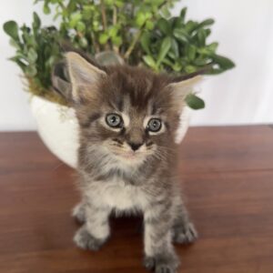 Cocoa - Brown Female Maine Coon Kitten