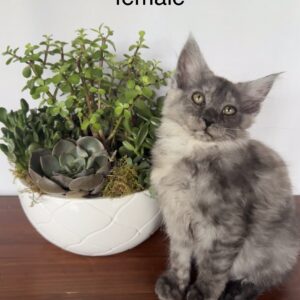 Ash - Black Smoke Female Maine Coon Kitten