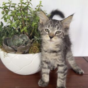 Hazel - Brown Tabby Female Maine Coon Kitten
