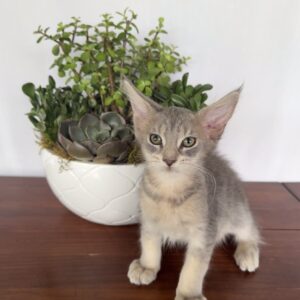 Sage - Blue Female Maine Coon Kitten