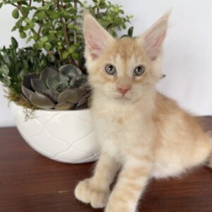 Copper - Red Silver Male Poly Maine Coon Kitten