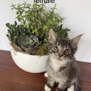 Jasper - Brown and White Female Maine Coon Kitten