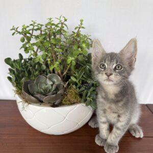 Smokey - Blue Male Maine Coon Kitten
