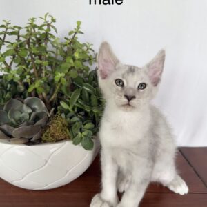 Sterling - Blue Shaded Male Poly Maine Coon Kitten