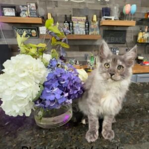 Luna - Black Smoke Female Maine Coon Kitten