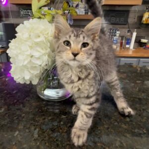 Pepper - Brown Female Maine Coon Kitten