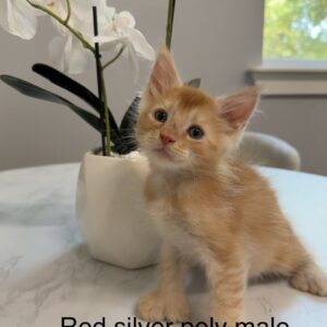 Copper - Red Silver Male Poly Maine Coon Kitten
