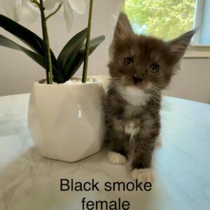 Black Smoke Female Maine Coon Kitten
