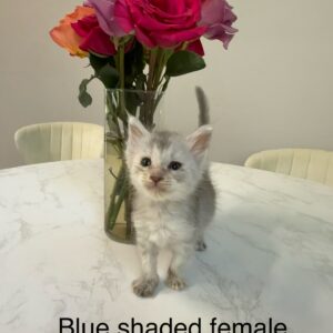 Dove - Blue Shaded Female Maine Coon Kitten
