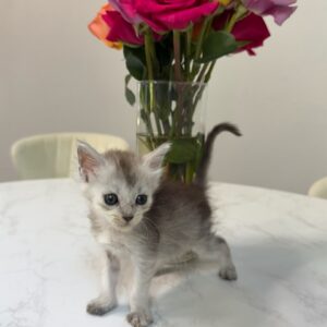 Blue Shaded Female Maine Coon Kitten