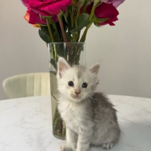 Pearl - Blue Shaded Female Poly Maine Coon Kitten