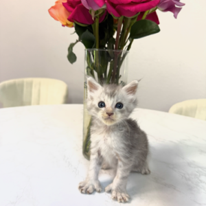 Slate - Blue Shaded Male Poly Maine Coon Kitten