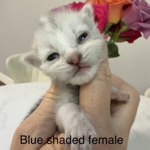 Blue Shaded Female Maine Coon Kitten