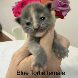 Storm - Blue Tortie Female Maine Coon Kitten