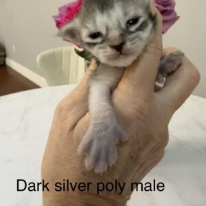 Dark Silver Poly Male Maine Coon Kitten