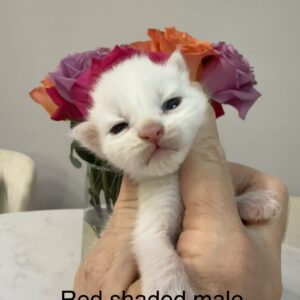 Red Shaded Male Maine Coon Kitten