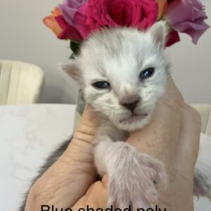 Blue Shaded Poly Male Maine Coon Kitten