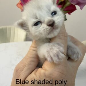 Blue Shaded Poly Female Maine Coon Kitten