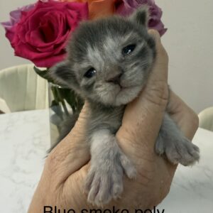 Ash - Blue Smoke Female Poly Maine Coon Kitten