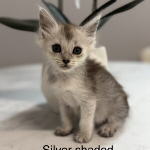 Sterling - Silver Shaded Female Maine Coon Kitten