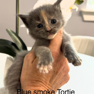 Stormy - Blue Smoke Tortie Female Maine Coon Kitten