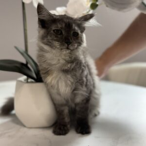 Ashen - Black Smoke Female Maine Coon Kitten