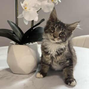 Patches - Brown and White Female Maine Coon Kitten