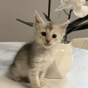 Nimbus - Silver Shaded Female Maine Coon Kitten
