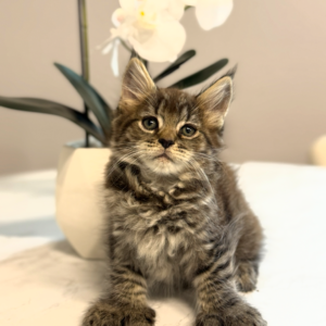 Jasper - Brown Tabby Male Poly Maine Coon Kitten