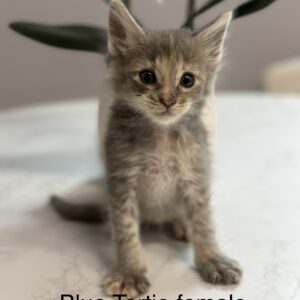 Pebble - Blue Tortie Female Maine Coon Kitten