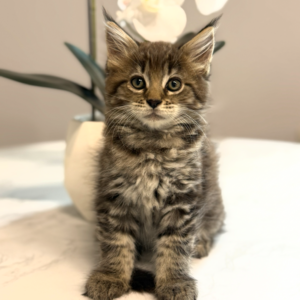 Hazel - Brown Female Maine Coon Kitten
