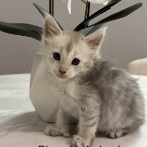 Slate - Blue Shaded Poly Female Maine Coon Kitten