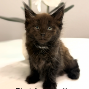 Shadow - Black Female Maine Coon Kitten