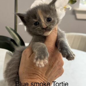 Ember - Blue Smoke Tortie Female Maine Coon Kitten