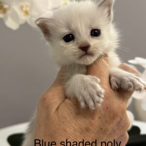 Pearl - Blue Shaded Female Poly Maine Coon Kitten
