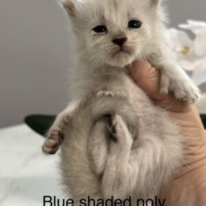 Misty - Blue Shaded Female Poly Maine Coon Kitten