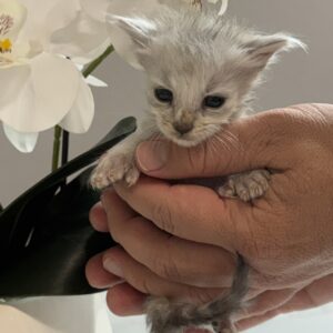 Frost - Blue Shaded Male Poly Maine Coon Kitten