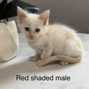 Rusty - Red Shaded Male Maine Coon Kitten