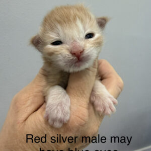 Saffron - Red Silver Male Maine Coon Kitten