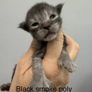 Slate - Black Smoke Male Poly Maine Coon Kitten