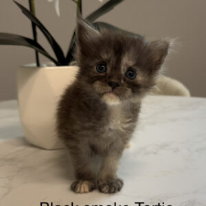 Smoky - Black Smoke Tortie Female Maine Coon Kitten