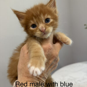 Rusty - Red Male Maine Coon Kitten